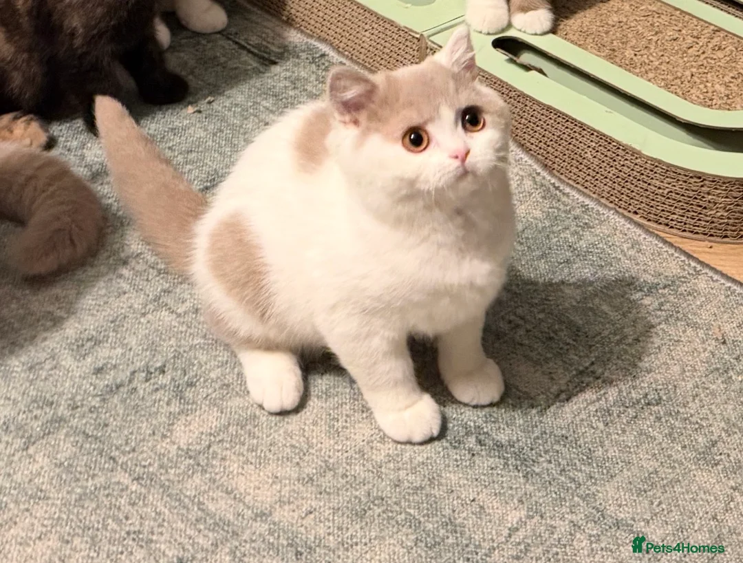 British Shorthair cats for sale: READY NOW Fawn and white tica reg male - Advert 6