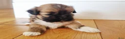 Lhasa Apso dogs for sale: Adorable Lhasa Apso Puppies  - Advert 14