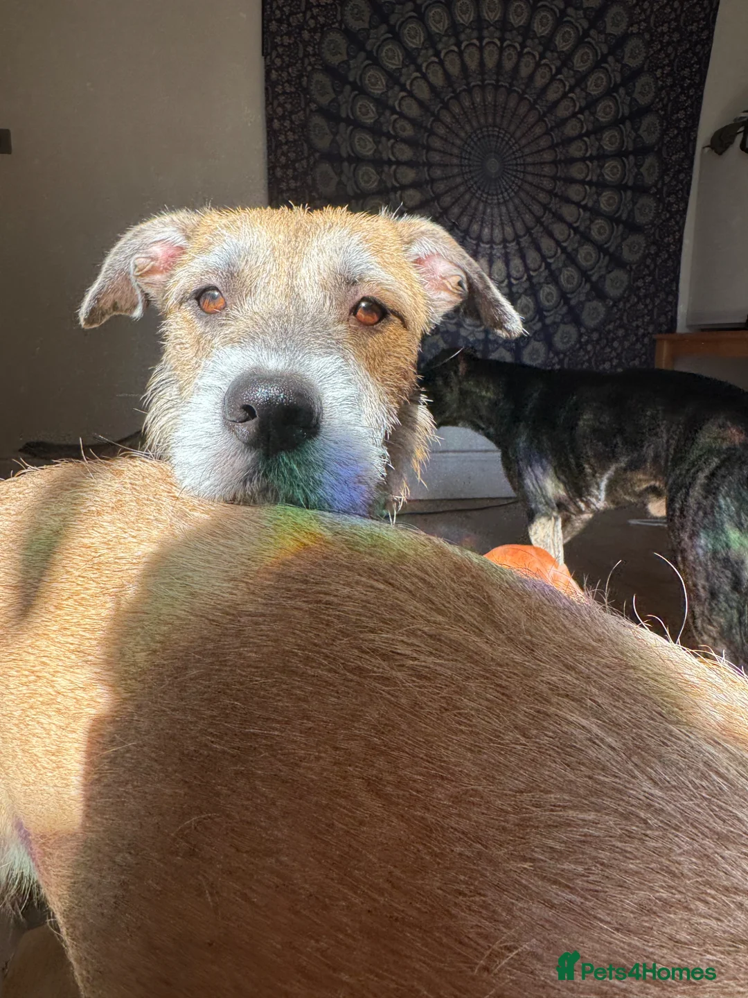 Mixed Breed dogs for sale: Boy pup for sale  - Advert 2