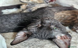 Sphynx cats for sale: Sphynx x Siamese kittens - Image 17