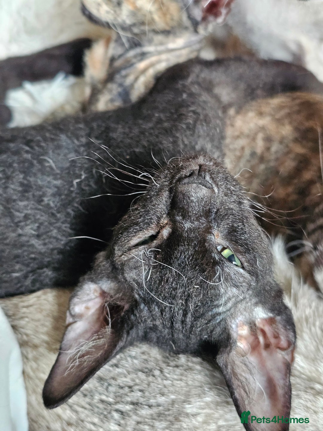 Sphynx cats for sale: Sphynx x Siamese kittens - Image 17