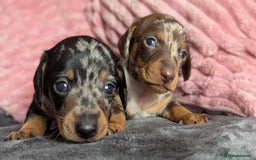Miniature Dachshund dogs for sale: Beautiful KC miniature dachshund puppies - Image 5