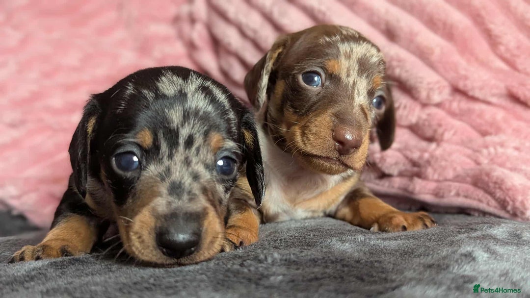 Miniature Dachshund dogs for sale: Beautiful KC miniature dachshund puppies - Image 5