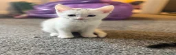 British Shorthair cats for sale: 3 Kittens for sale  in Havant - Advert 1
