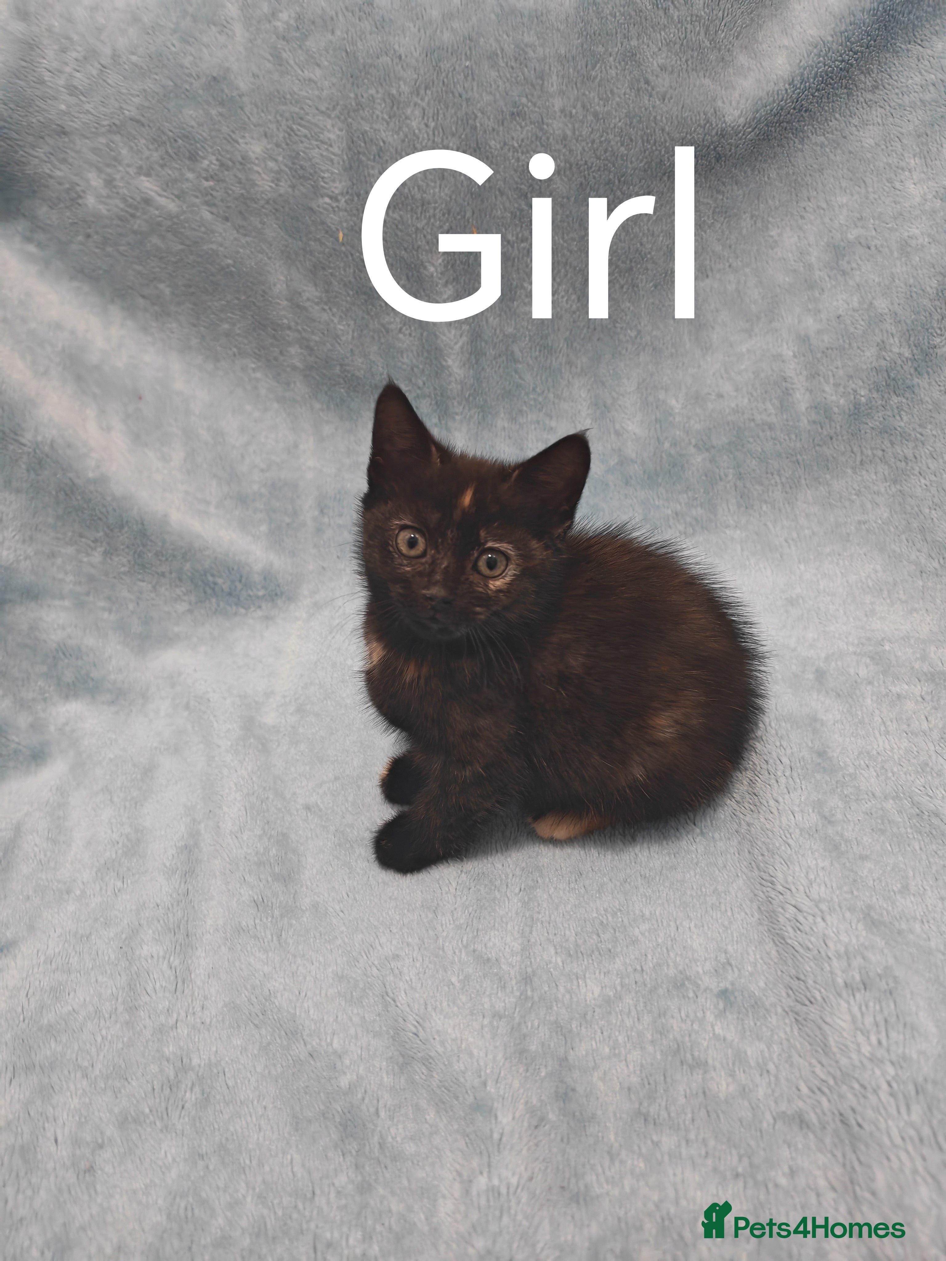 Mixed Breed cats Beautiful kittens VIDEOS - Advert 7