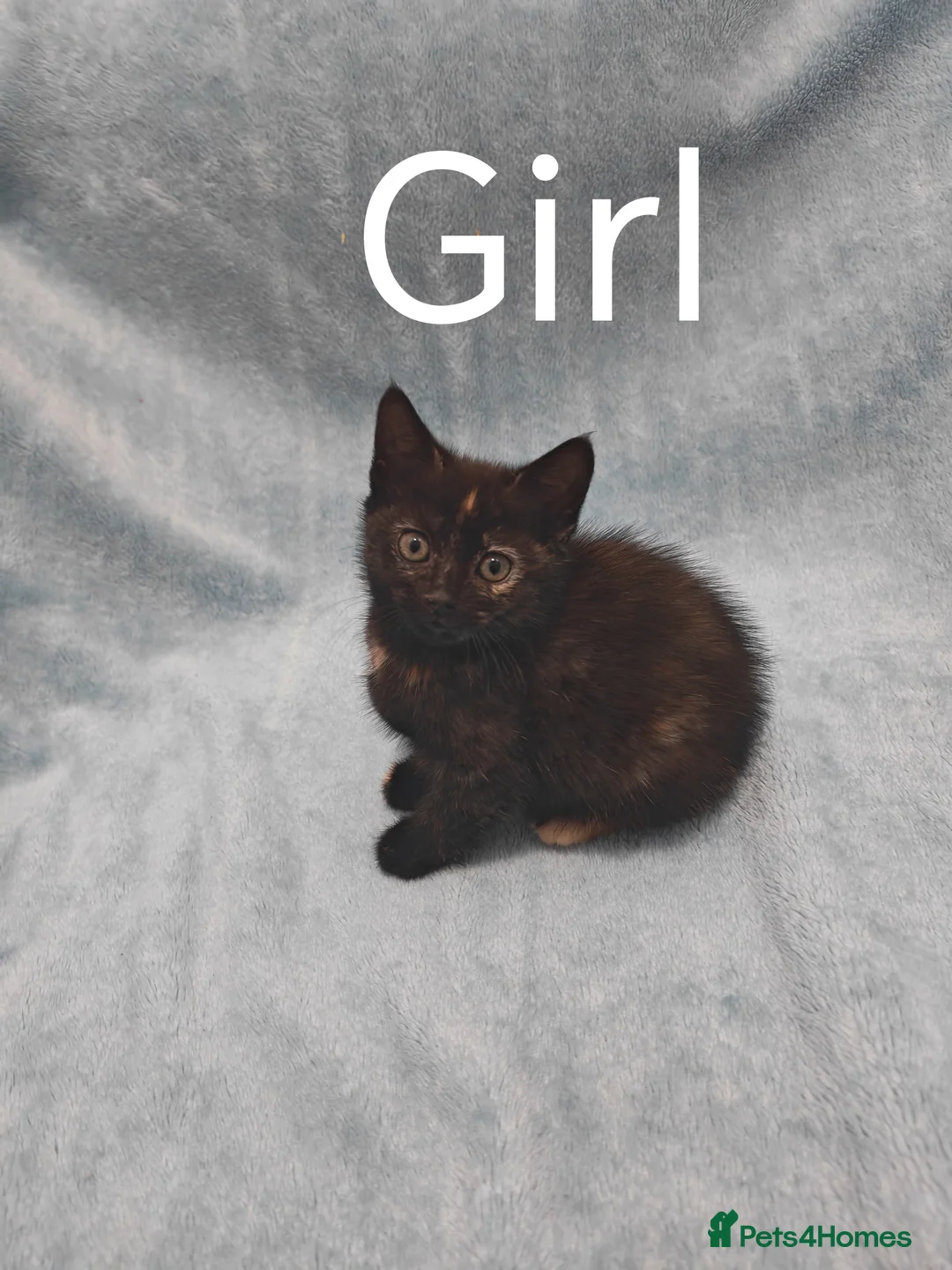 Mixed Breed cats for sale: Beautiful kittens VIDEOS - Advert 12