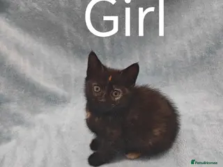Mixed Breed cats Beautiful kittens VIDEOS - Advert 7