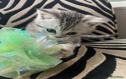 British Shorthair cats for sale: Stunning Silver Spotted Tabby, BSH,  - Image 4