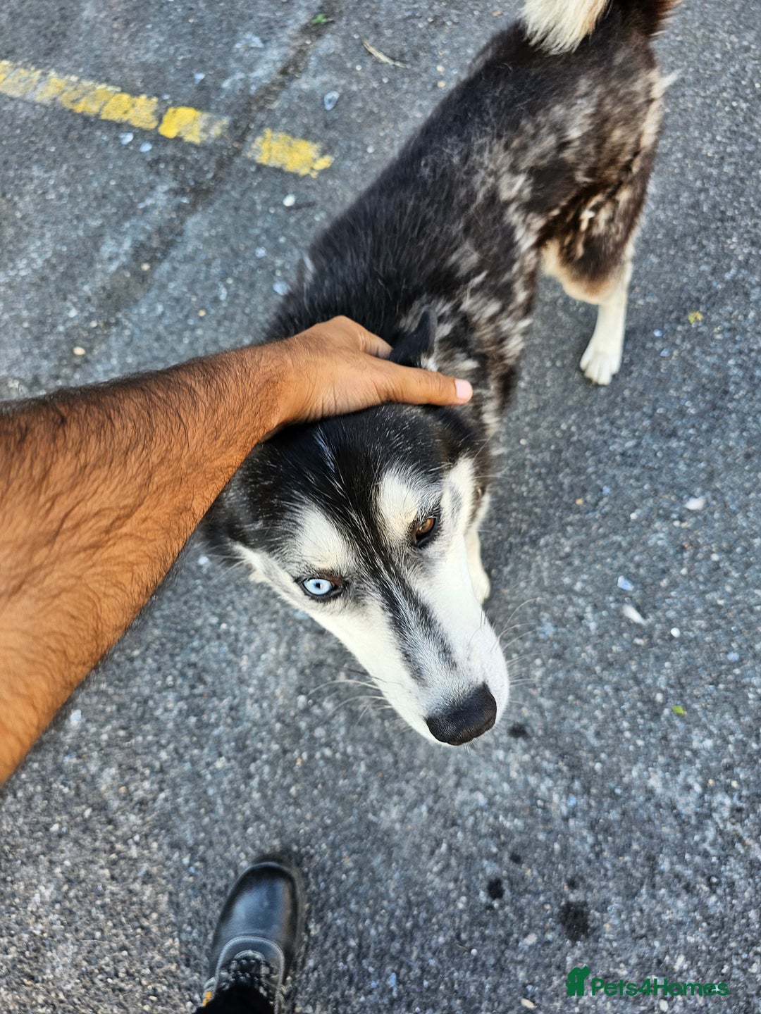 Siberian Husky dogs for sale: Multicolored eyes Husky for sale super friendly - Image 3