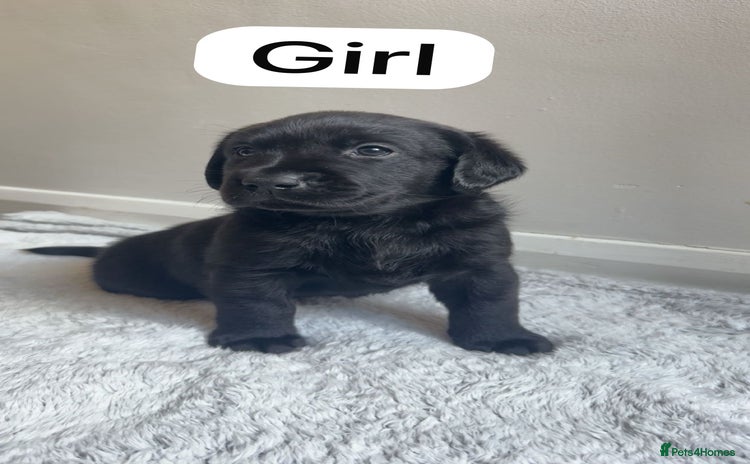 Labrador Retriever dogs  KC Bloodline Labrador Retriever Puppies  - Advert 1