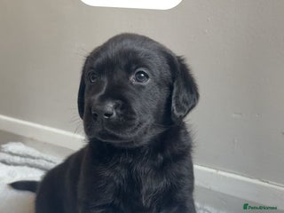 Labrador Retriever dogs KC Bloodline Labrador Retriever Puppies - Advert 3