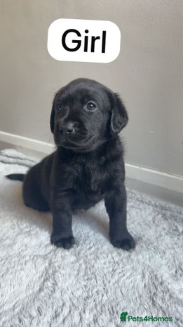 Labrador Retriever dogs KC Bloodline Labrador Retriever Puppies - Advert 1