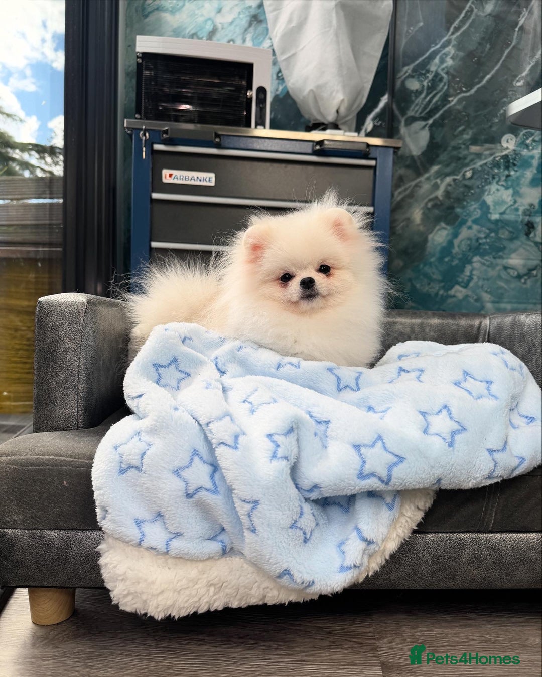 Pomeranian dogs for sale: Pomeranian Last Boy - Image 20