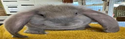 French Lop rabbits for sale: French Lop Babies - Advert 4