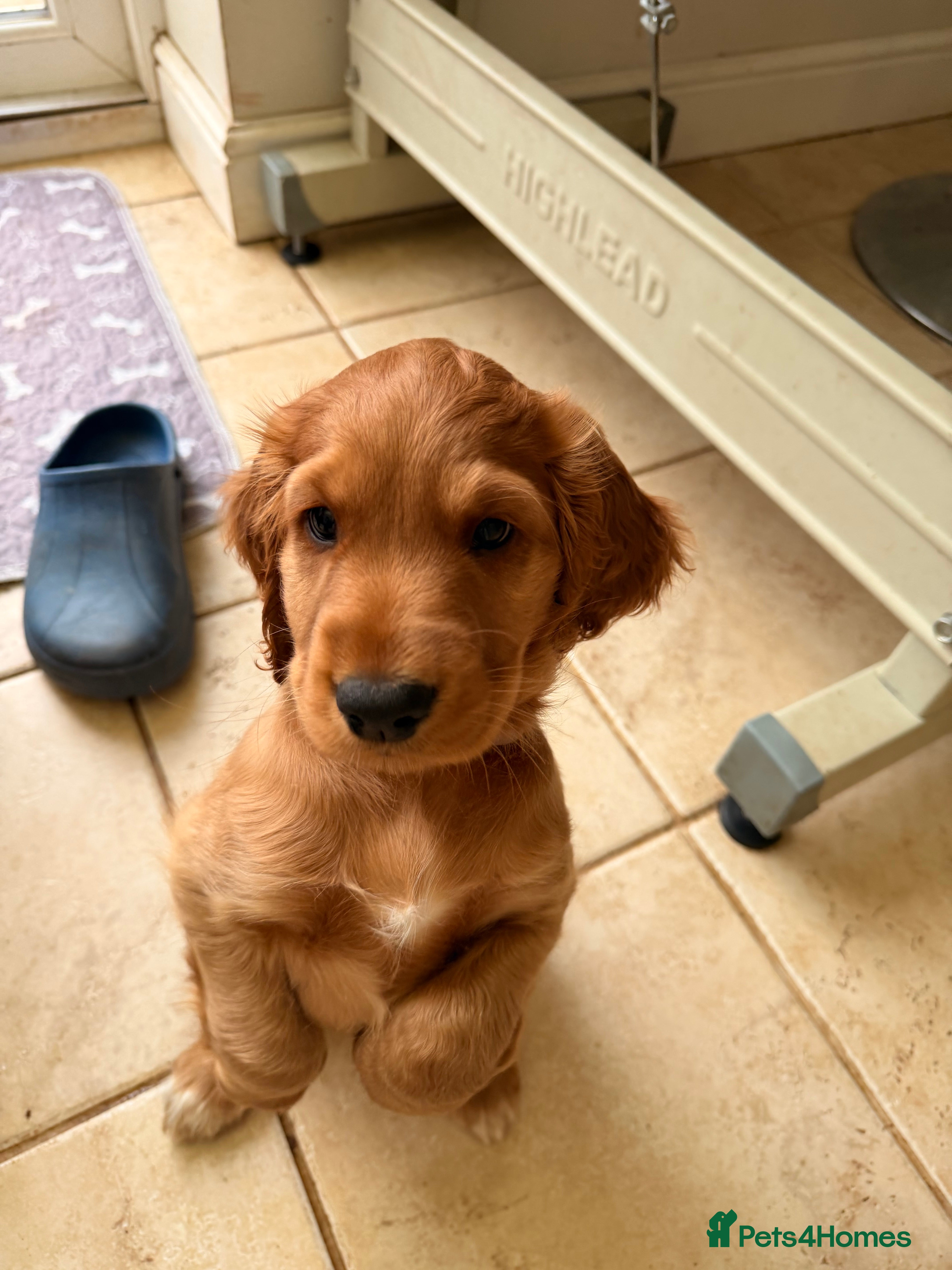 Cocker Spaniel dogs beautiful cocker spanielboy puppy ready now  - Advert 17