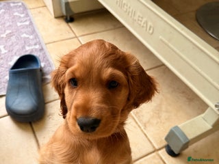 Cocker Spaniel dogs beautiful cocker spanielboy puppy ready now - Advert 17