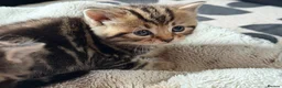 British Shorthair cats for sale: 5 Adorable Kittens – British Shorthair Cross 🐾 - Advert 6