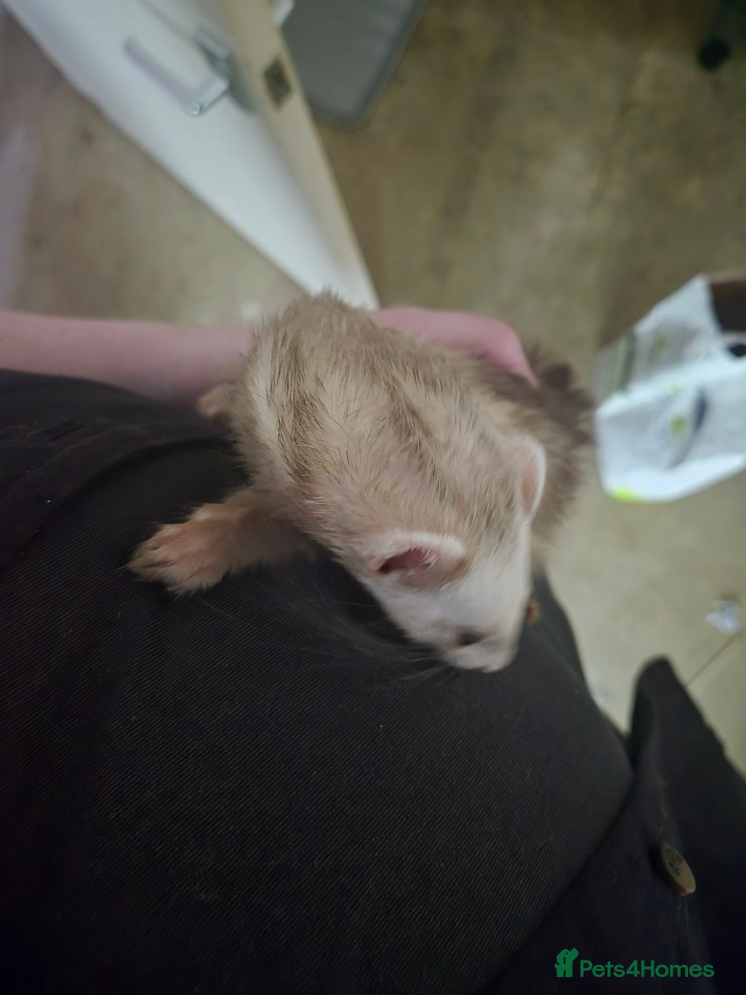 Ferret rodents for sale: 2 female ferrets - Image 5