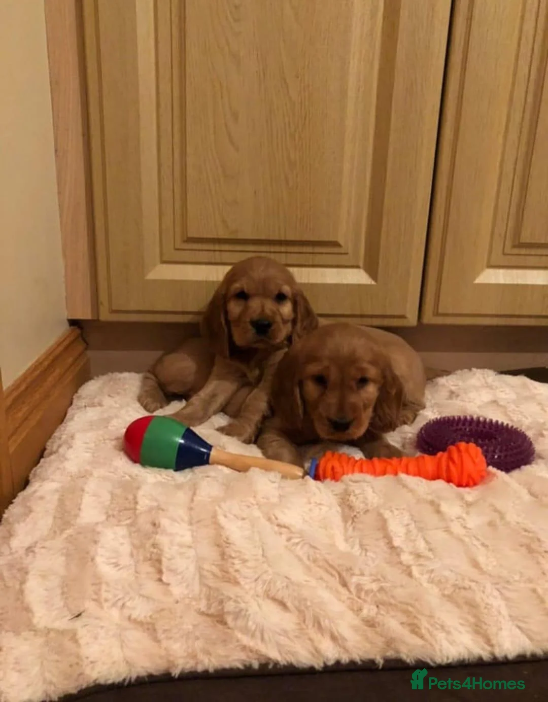 Cocker Spaniel dogs for sale: STUNNING SHOW TYPE COCKER SPANIELS  in Rochdale - Advert 2