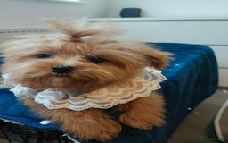 Maltipoo dogs for sale: Maltipoo puppys looking for loving home - Image 12