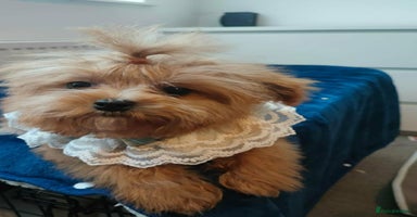 Maltipoo dogs - Advert 7