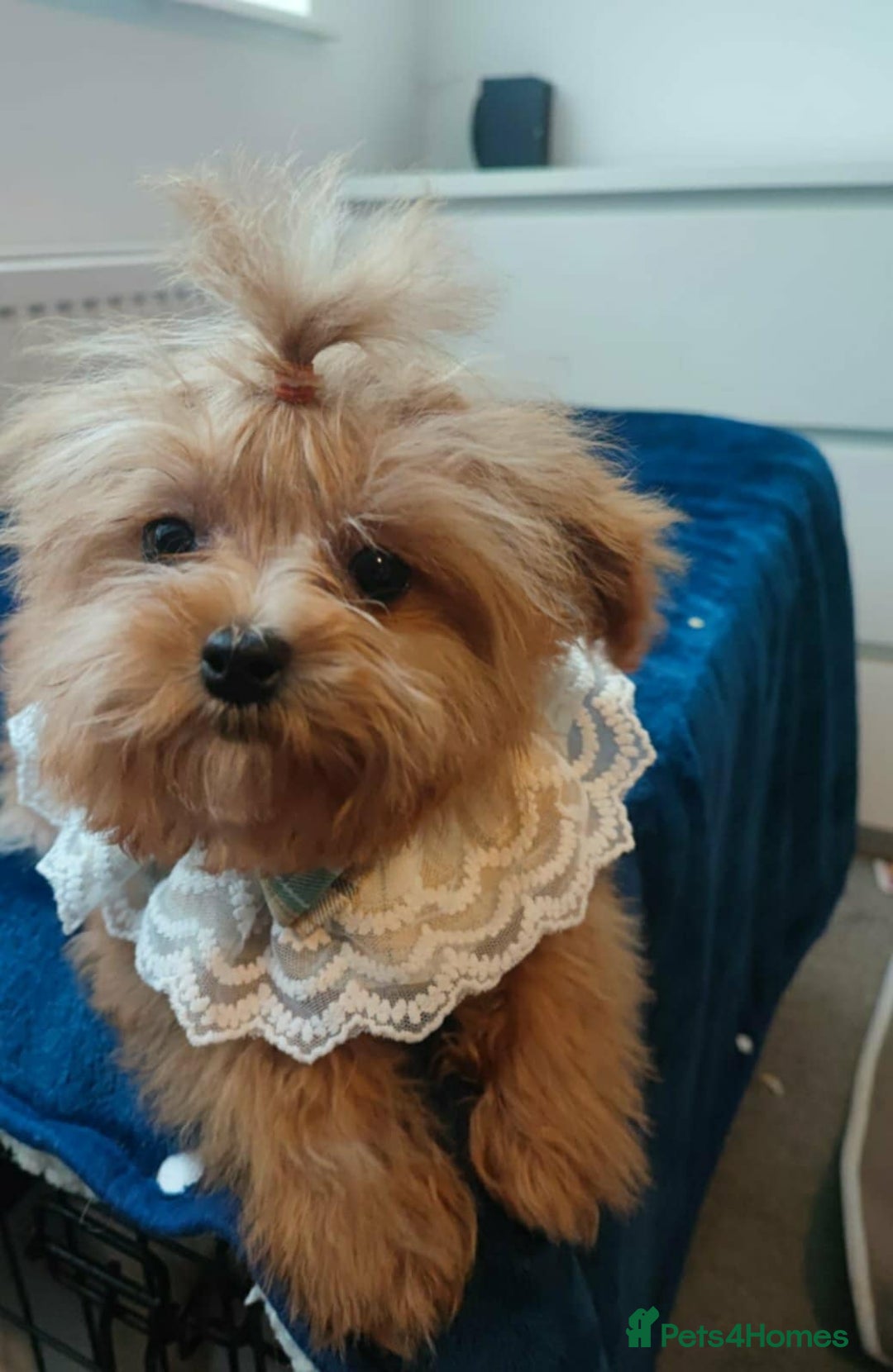 Maltipoo dogs for sale: Maltipoo puppys looking for loving home - Image 12