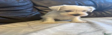 Miniature Schnauzer 1