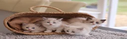 Ragdoll cats for sale: Tica Registered 💎 Ragdoll Kittens - Advert 11
