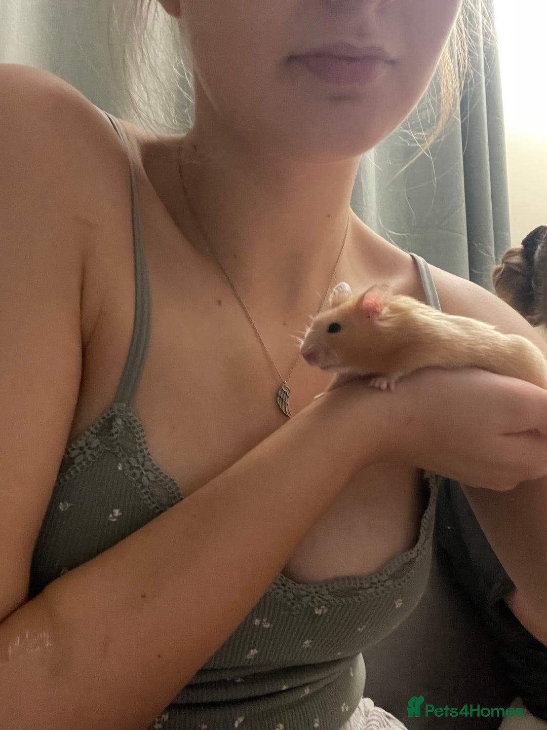 Hamster rodents for sale: Gorgeous male Syrian hamster  - Image 7