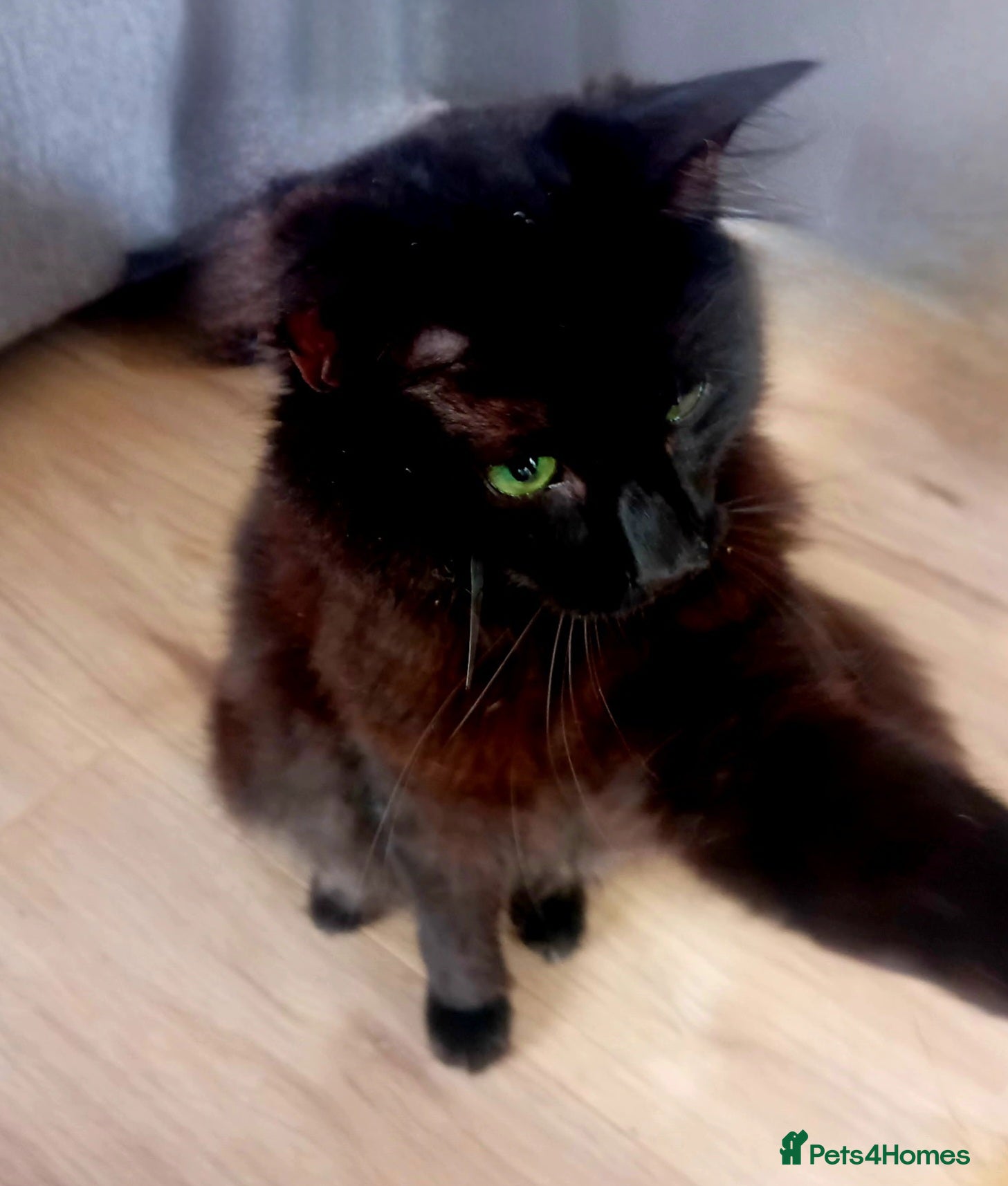 Domestic Shorthair cats Meet Owen & Michael available for Adoption ❤️ - Advert 16
