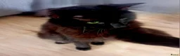 Domestic Shorthair cats for adoption: Meet Owen & Michael available for Adoption ❤️ - Advert 1