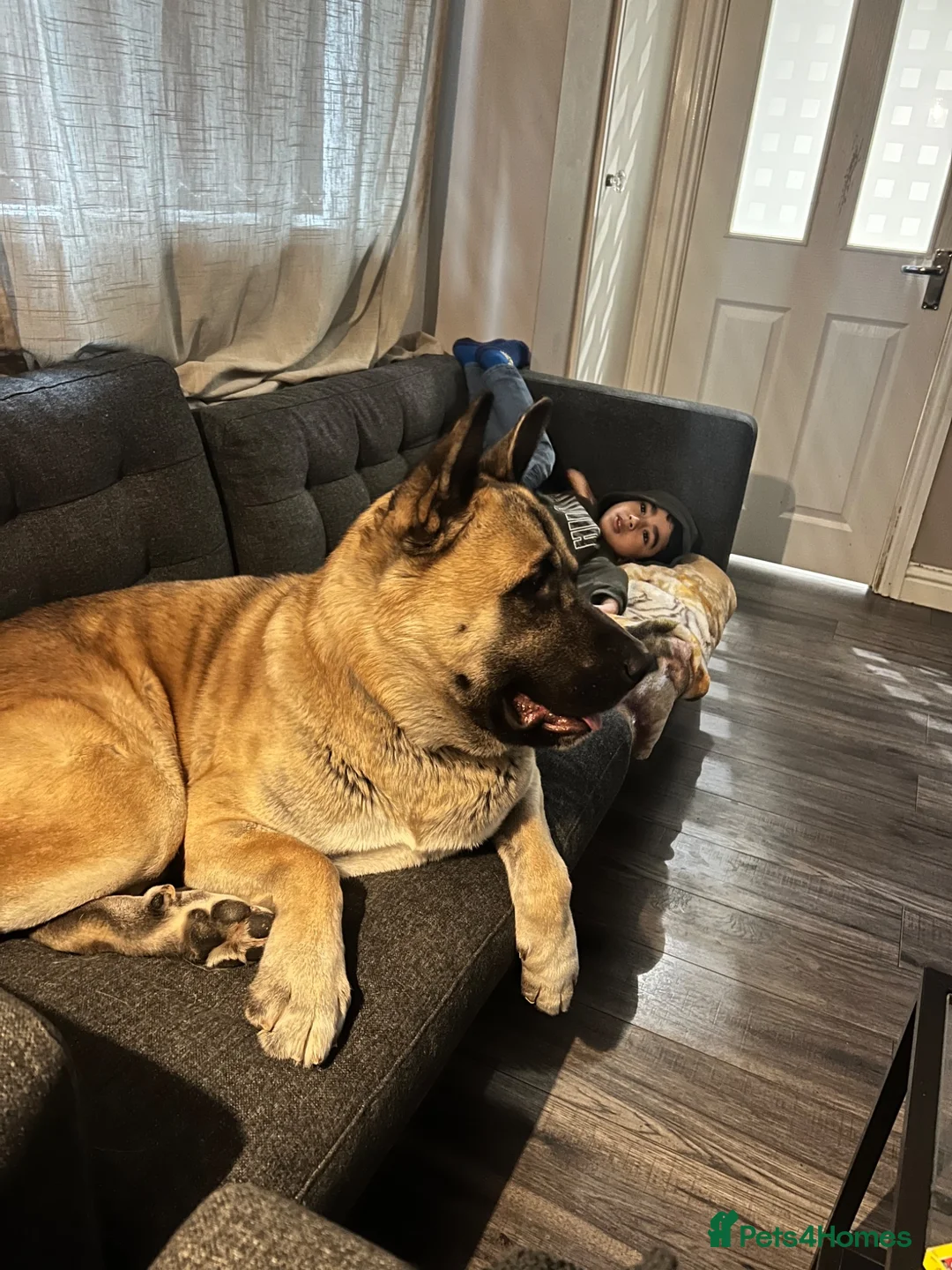 Mixed Breed dogs for sale: 4 year old Akita male, gentle, loving, family dog - Advert 2