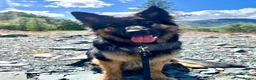 German Shepherd dogs for sale: Free Female German shepherd / Lurcher 1 year old in Gateshead - Advert 28