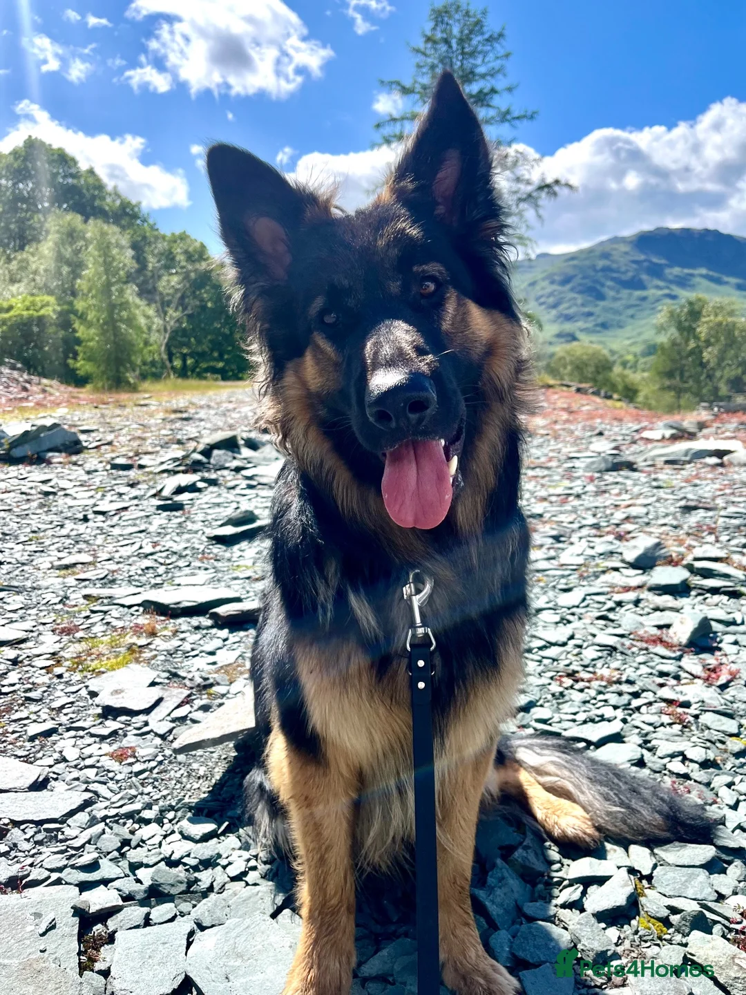 German Shepherd dogs for sale: Free Female German shepherd / Lurcher 1 year old in Gateshead - Advert 28