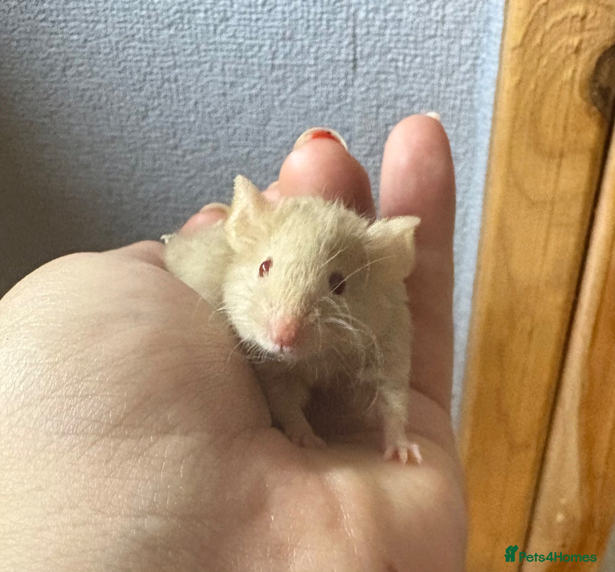 Mouse rodents LAST FRIENDLY, HAND-TAME BOYS LEFT  - Advert 9