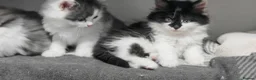 Mixed Breed cats for sale: 🐾 Adorable fluffy Kittens–Ready to leave now.🐾  - Advert 13