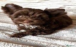 Yorkshire Terrier dogs for sale: Tiny Boys !!! Pedigrees !!! in Coventry - Image 29