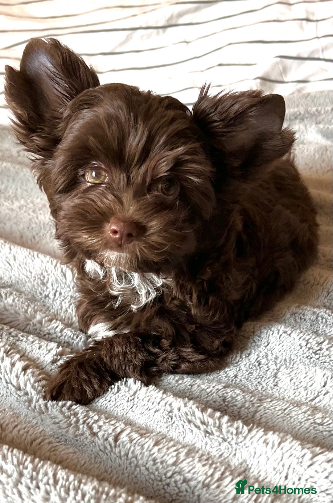 Yorkshire Terrier dogs for sale: Tiny Boys !!! Pedigrees !!! in Coventry - Image 29