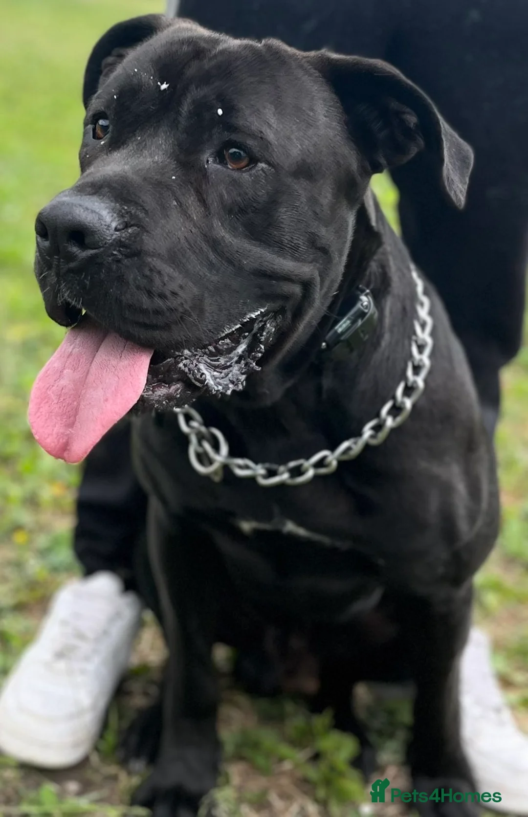 Mixed Breed dogs for sale: Here we I have my three-year-old cane corso Flynn in Southsea - Advert 2