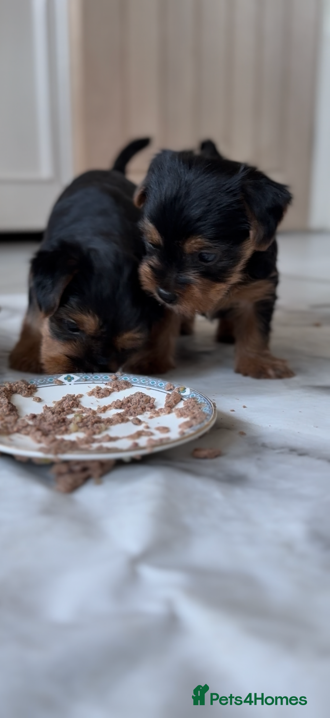 Yorkshire Terrier dogs for sale: Two Female Yorkshire Terrier Puppies  - Advert 6