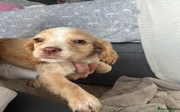 Cocker Spaniel dogs for sale: Cocker spaniel pups 🐾 - Image 25