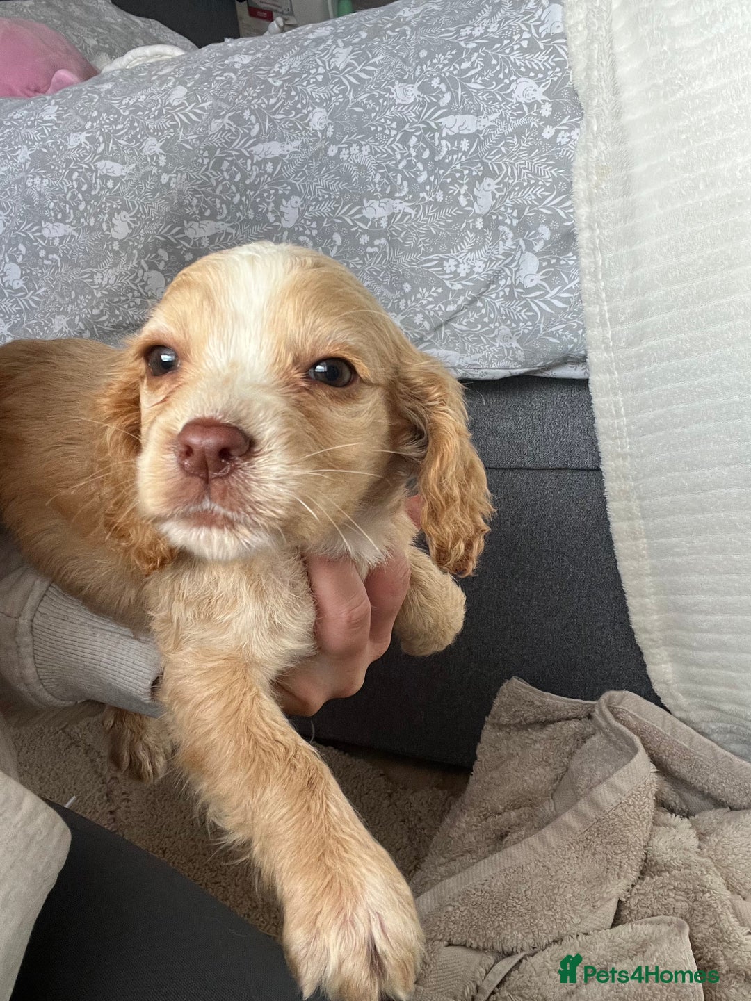 Cocker Spaniel dogs for sale: Cocker spaniel pups 🐾 - Image 25