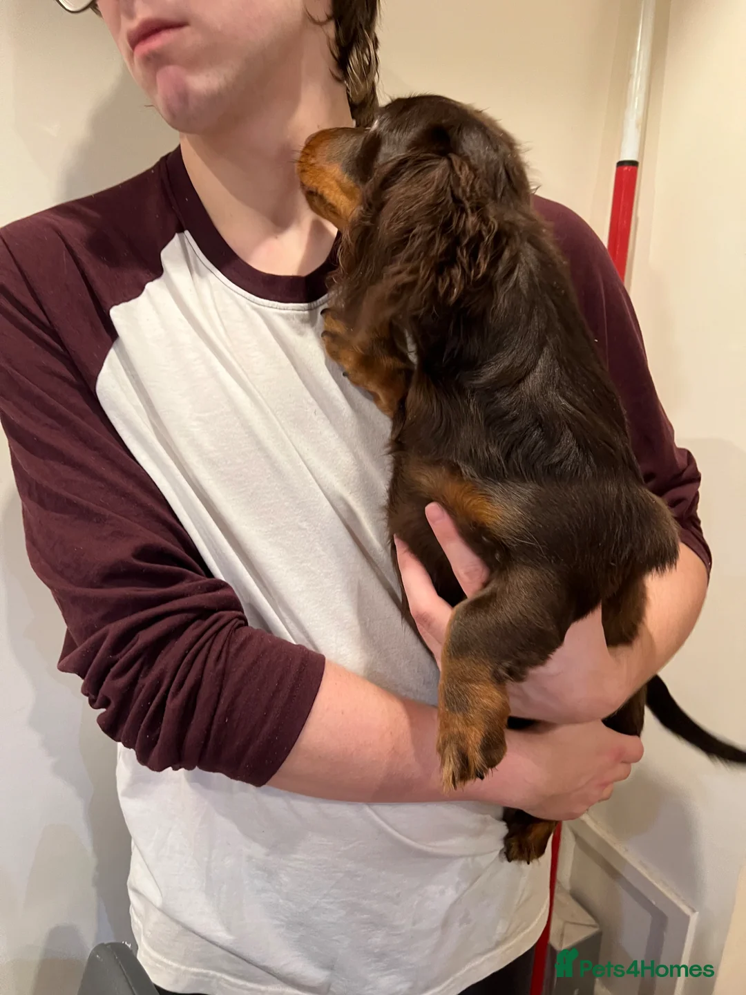 Miniature Dachshund dogs for sale: kc mini dachshund pups READY NOW - Advert 1