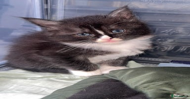 Maine Coon cats - Advert 2