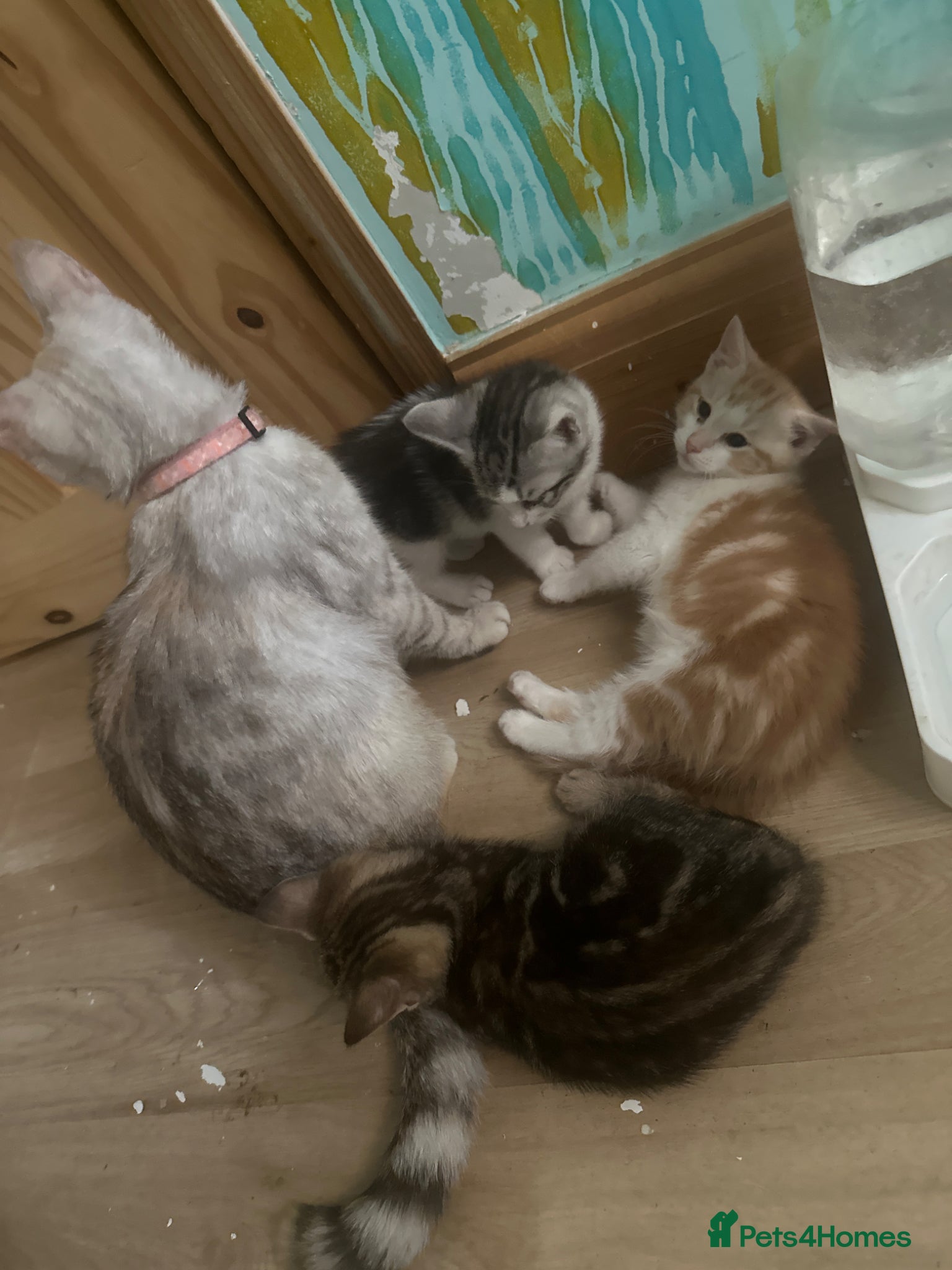 Mixed Breed cats Persian tabby - Advert 1