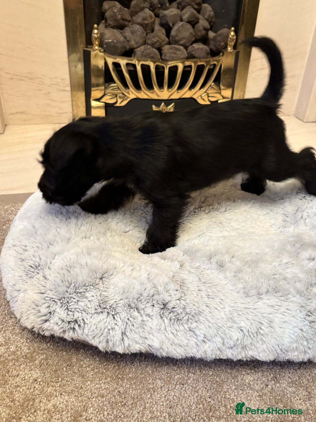 Miniature Schnauzer dogs for sale: KC REG RARE BLACK MINIATURE SCHNAUZER PUPPIES  - Image 6