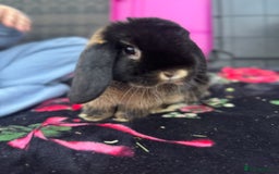 Mini Lop rabbits for sale: Miniature Lop - Image 8