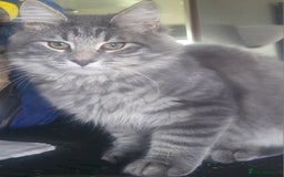 Siberian cats for sale: ADORABLE NEVA MASQUERADE KITTENS - Image 2