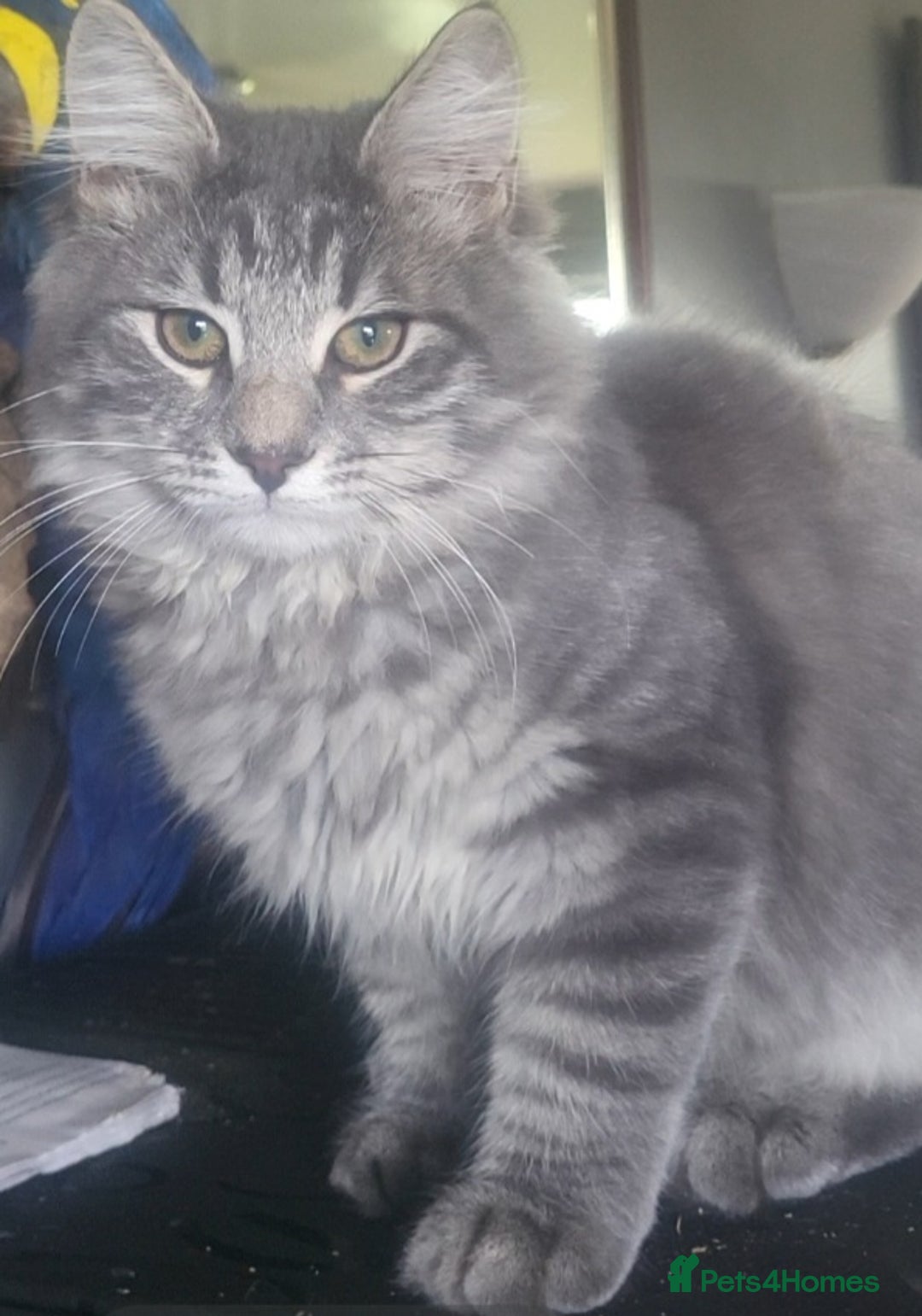 Siberian cats for sale: ADORABLE NEVA MASQUERADE KITTENS - Image 2
