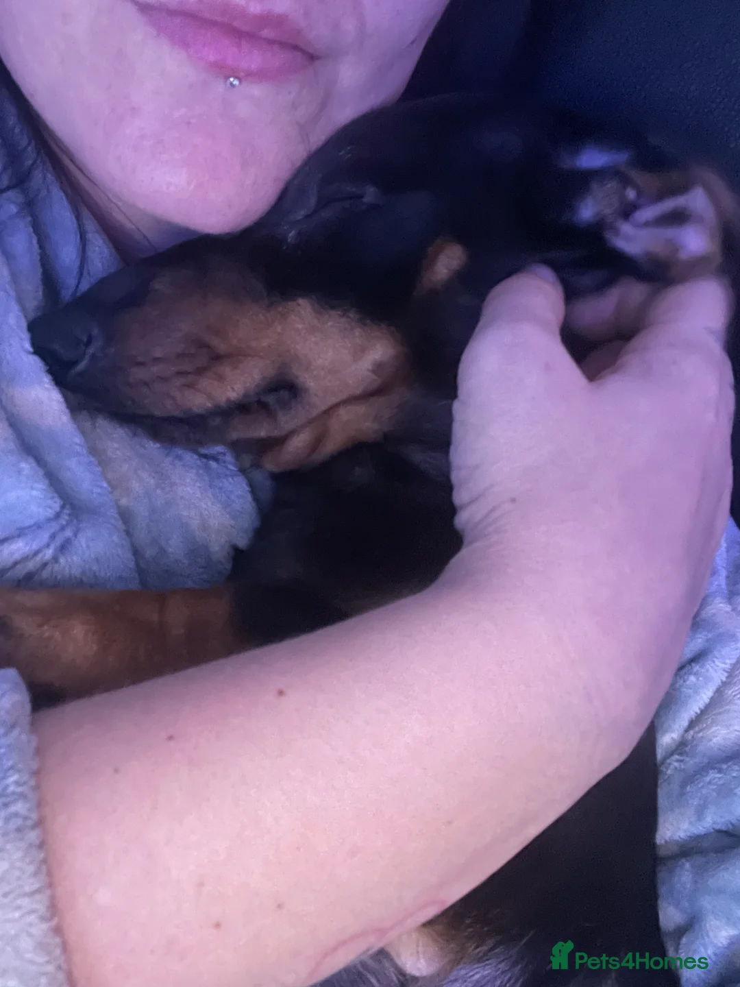 Dachshund dogs for sale: Earnie the 1 year old miniature dachshund - Advert 2